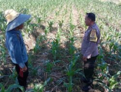 Edukasi Ketahanan Pangan: Bhabinkamtibmas Labuapi Motivasi Petani Desa Bagik Polak Barat