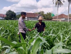 Program Ketahanan Pangan di Kuripan: Polisi Gandeng Petani Tingkatkan Kemandirian Desa