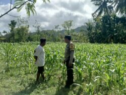 Peran Aktif Bhabinkamtibmas Sekotong Dalam Dukung Swasembada Jagung