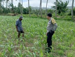 Polisi Bina Petani Jagung di Sekotong, Wujudkan Desa Mandiri Pangan