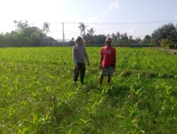 Polsek Kuripan Apresiasi Peran Aktif Bhabinkamtibmas di Program Pangan Desa Jagaraga