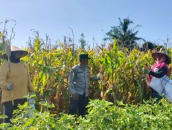 Sinergi Polisi dan Petani di Dusun Bila Tepung Hasilkan Panen Jagung Melimpah