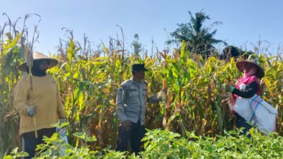Sinergi Polisi dan Petani di Dusun Bila Tepung Hasilkan Panen Jagung Melimpah