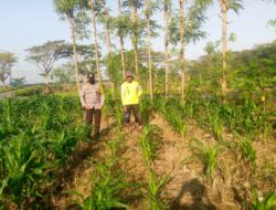 Petani Dusun Adeng Didampingi Bhabinkamtibmas dalam Program Ketahanan Pangan Keluarga