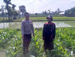 Bhabinkamtibmas Kuripan Motivasi Petani Dusun Adeng Tanam Jagung