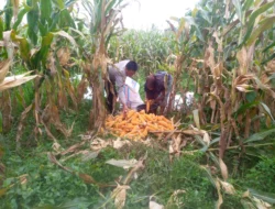 Semangat Baru Petani Jagaraga, Didorong Bhabinkamtibmas Polri