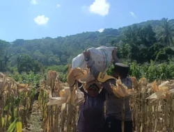 Bhabinkamtibmas Gerung Jaga Panen Jagung Aman dan Sukses