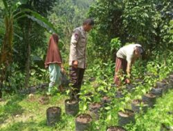 Lombok Barat: Lahan Kosong Desa Senggigi Jadi Kebun Produktif