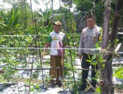 Bhabinkamtibmas Jadi Motor Penggerak Program Pangan di Kuripan