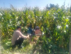 Ketahanan Pangan NTB Diperkuat, Polri Aktif Dampingi Panen Jagung di Lelede