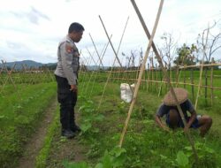 Dari Lahan Pekarangan, Harapan Pangan Tumbuh di Lombok Barat