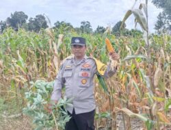Bhabinkamtibmas Dampingi Petani Beleka Saat Panen Jagung P27, Ini Hasilnya