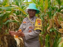 Sinergi Polri dan Petani: Panen Jagung Beleka Jadi Contoh Ketahanan Pangan Nasional