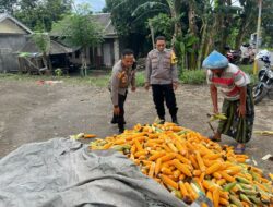 Petani Karang Bongkot Dapat Dukungan Polri untuk Jual Jagung ke Bulog