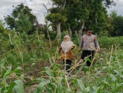 Polsek Labuapi Turun ke Desa Telagawaru, Sasar Lahan Pekarangan