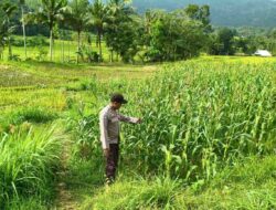 Sinergi Bhabinkamtibmas dan Petani Jagung di Lombok Barat
