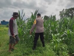 Langkah Konkret Bhabinkamtibmas Lombok Barat Wujudkan Kemandirian Pangan Desa