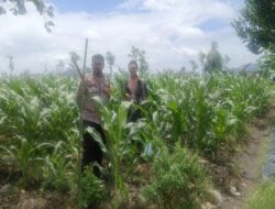 Dukung Petani Pasca Panen: Peran Aktif Bhabinkamtibmas di Gerung