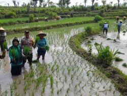 Wujudkan Indonesia Yang Swasembada Pangan, Bhabinkamtibmas Polsek Madapangga Ikut Menanam Padi( Oplan) Kementan RI