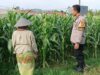 Bhabinkamtibmas Labuapi Gandeng Petani Jagung, Perkuat Fondasi Ketahanan Pangan