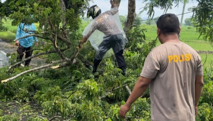 Respon Cepat Polsek Praya Barat Evakuasi Pohon Tumbang