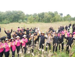 Sat Brimob Polda Jateng Panen Raya di Sragen, Dukung Ketahanan Pangan Nasional