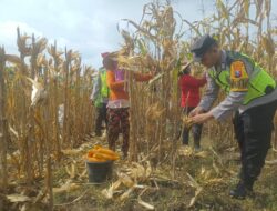 Dorong Produksi Pangan, Pak Bhabin Bantu Petani Bojonegoro Panen Jagung