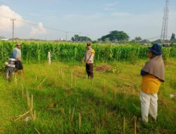 Polsek Labuapi Perkuat Peran Bhabinkamtibmas dalam Ketahanan Pangan