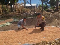 Partisipasi Aktif Sukseskan Program Prioritas Presiden RI, Bhabinkamtibmas Polsek Donggo Bantu Proses Pengeringan Jagung Warga