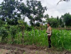 Pemanfaatan Pekarangan Rumah, Langkah Nyata Polsek Labuapi Dukung Kemandirian Pangan