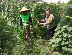Polsek Labuapi Galakkan Tanam Pekarangan, Warga Antusias