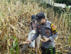 Dukung Penuh Program Prioritas Presiden RI, Bhabinkamtibmas Polsek Donggo Aktif Bantu Proses Pemanenan Jagung Warga Binaan