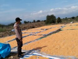 Dampingi dan Bantu Jemur Jagung Warga, Langkah Bhabinkamtibmas Polsek Donggo Sukseskan Program Ketahanan Pangan Nasional