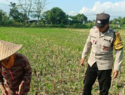 Bripka Ketut Sanjaya Motivasi Petani Jagung Lemukek Daya, Lombok Barat