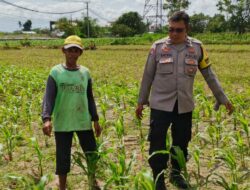 Dusun Paok Kambut Bergerak: Ketahanan Pangan Dimulai dari Pekarangan Sendiri