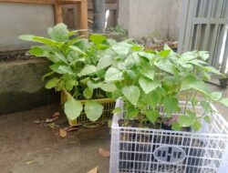 Desa Terong Tawah Jadi Contoh Sinergi Polri dan Warga Wujudkan Pangan Mandiri