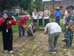 Kolaborasi Tiga Pilar di Batulayar Wujudkan Ketahanan Pangan Lewat Tanam Jagung