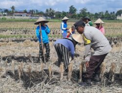 Dampingi Petani, Bhabinkamtibmas Kediri Bangun Ketahanan Pangan dari Akar Rumput