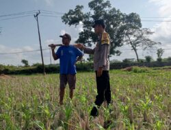 Kuripan Tumbuh Mandiri: Polri Ajak Warga Manfaatkan Pekarangan untuk Pangan