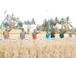 Panen Padi Organik Berhasil Dilakukan Di Lombok Timur