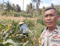 Bhabinkamtibmas Batu Putih Aktif Edukasi Petani, Perkuat Kemandirian Pangan Sekotong