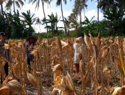Jagung 22 Ton dari Tempos Laku Rp35 Juta, Polisi Pastikan Transaksi Aman dan Adil