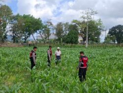 Panen Jagung di Dusun Berambang, Sekotong: Bukti Sinergi Polisi dan Petani