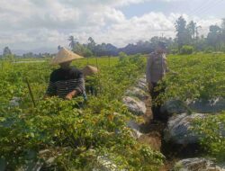 Bhabinkamtibmas Kuripan Jadi Garda Depan Ketahanan Pangan di Tingkat Desa