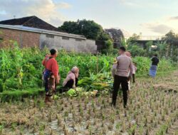 Kunjungi Sentra Jagung Manis, Polsek Kuripan Dukung Kedaulatan Pangan Lokal