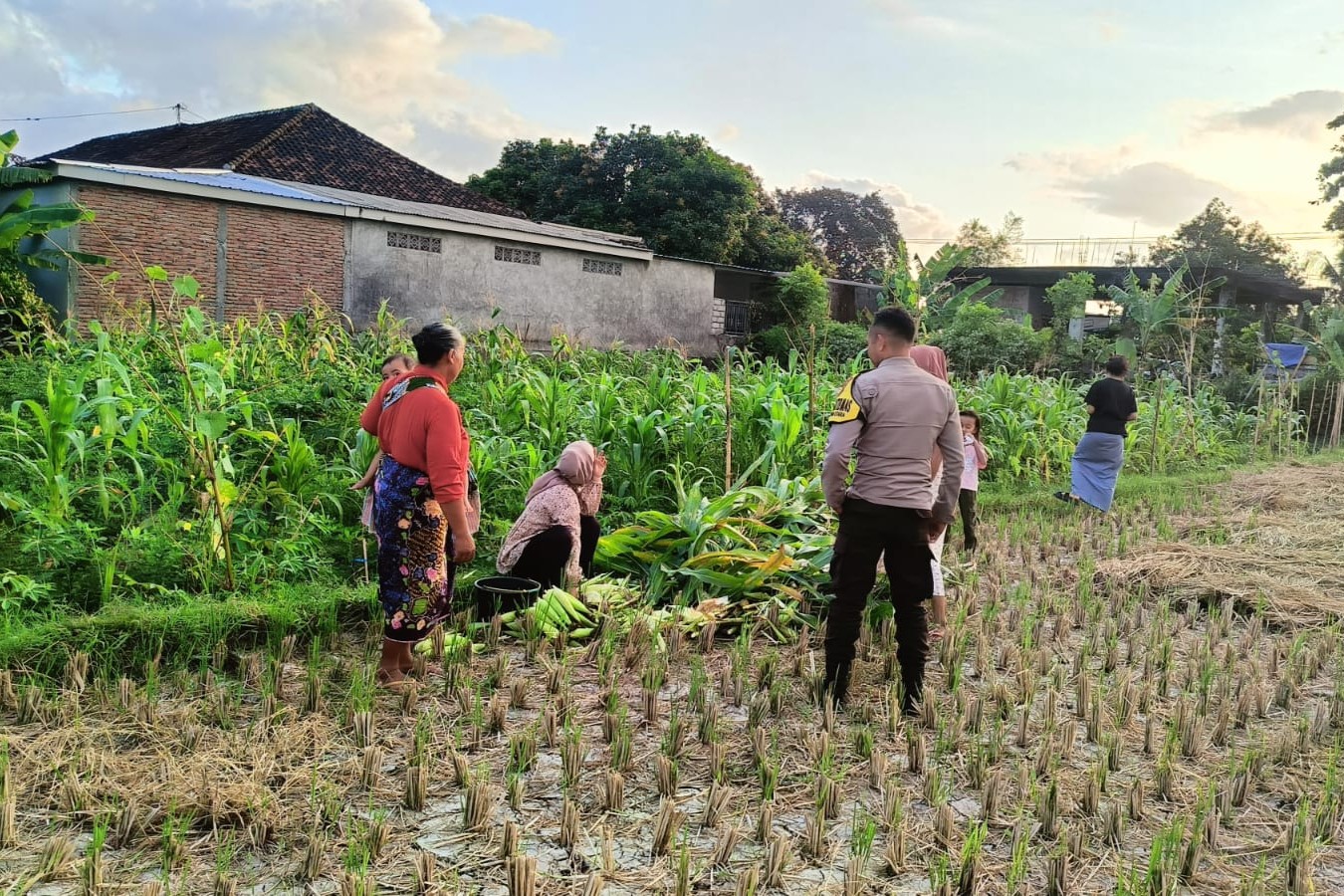 Polsek Kuripan Dukung Ketahanan Pangan di Dusun Pelulan Lewat Sosialisasi ke Petani Jagung