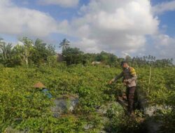 Pekarangan Produktif: Inisiatif Ketahanan Pangan dari Dusun Pelulan