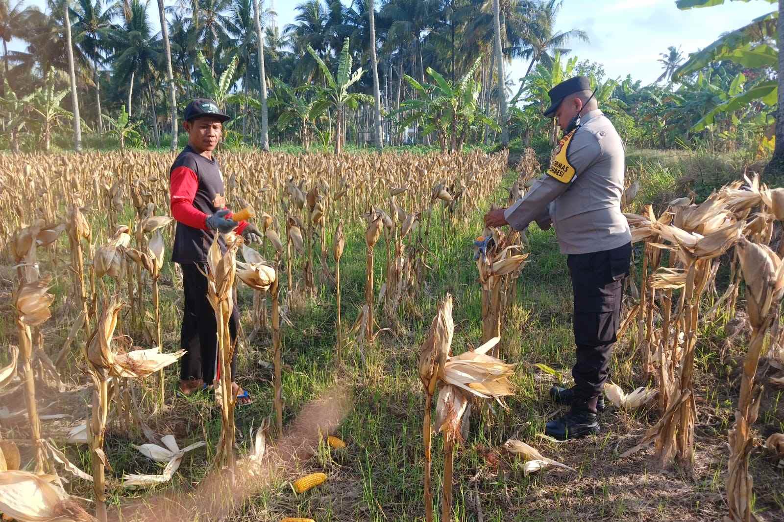 Panen Jagung di Dusun Lilin, Polsek Gerung Perkuat Sinergi dengan Petani