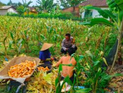 Panen Jagung di Eyat Mayang, Polisi Perkuat Sinergi dengan Petani Demi Pangan Berkelanjutan