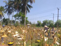 Polisi Hadir di Tengah Petani: Panen Jagung Hibrida di Kuripan Timur Berlangsung Kondusif